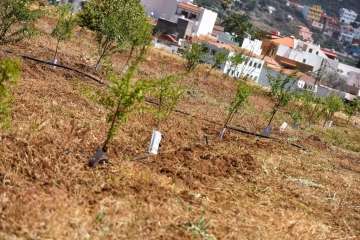 Plantación de 4.400 almendreros, nogales, higueras y olivos en Valsequillo (Foto TA)